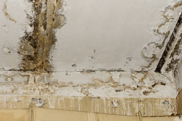  Manistee, MI Water damage restoration Pros